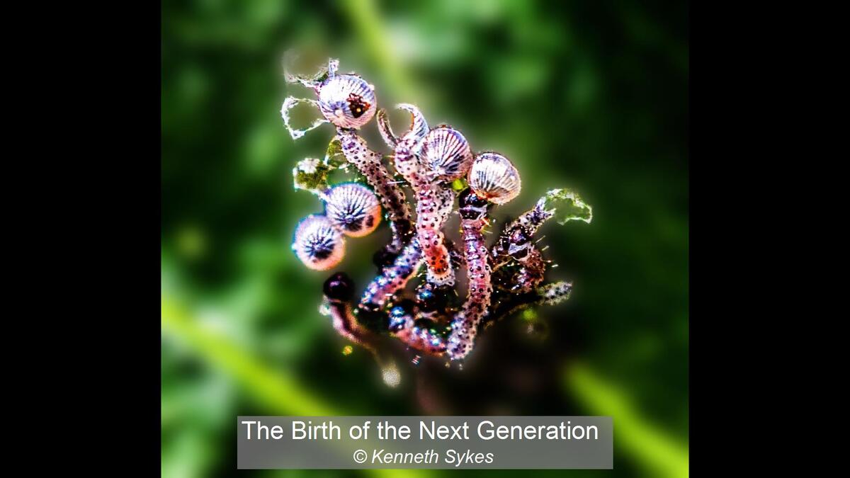 01_The Birth of the Next Generation_Kenneth Sykes